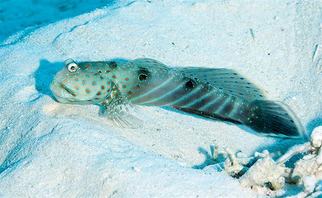  Cryptocentrus caeruleopunctatus (Harlequin Prawn Goby)